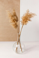 Dry grass in transparent vase on a light table. White and beige colors background with a common reed. Minimal, styled concept for bloggers. Copy space.