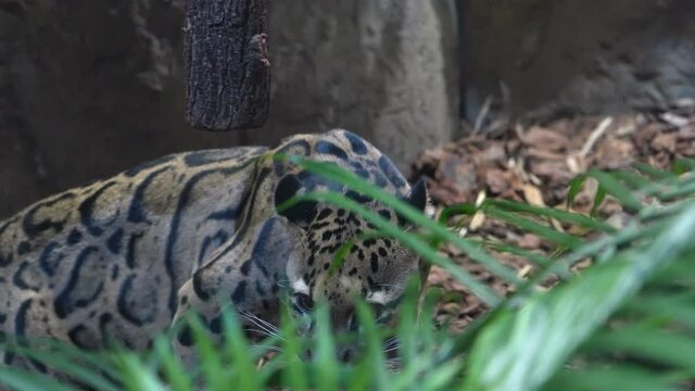 Clouded Leopard searching for food in a log placed for it there for enrichment in habitat.