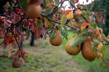 Pear tree with many ripe yellow pears ready for picking