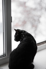 The cat sits at an open window in winter.