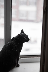 The cat sits at an open window in winter.