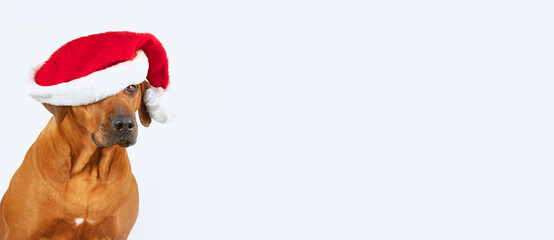 Christmas dog Banner Rhodesian ridgeback dog in red Santa Claus hat on blue background