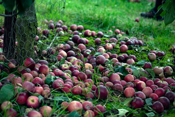 Ripe red apples fallen off the tree in an orchard