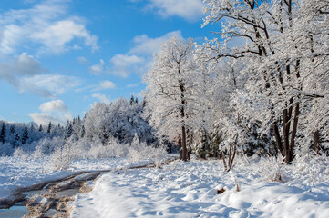Forest under snow cover, sun and shadows, blue sky.
