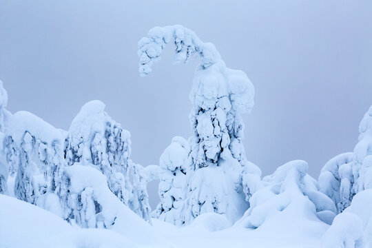 Close up of a Family of Trees intertwining Sentinels of Lapland. Kuusamo, Finnish Lapland, Finland