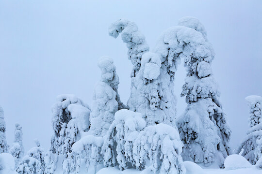 Close up of a Family of Trees intertwining Sentinels of Lapland. Kuusamo, Finnish Lapland, Finland
