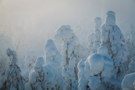 Serene sunrise over evergreen trees covered in snow after a blizzard in Ruka Finnish Lapland at Sunrise