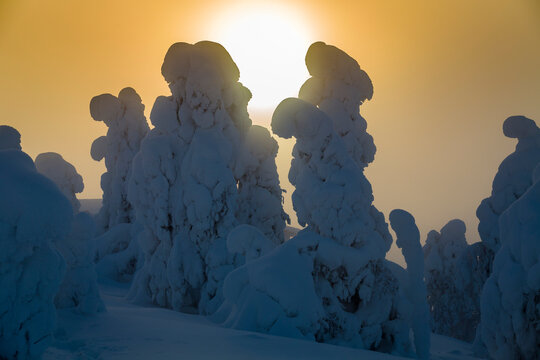 Sunrise over snow covered trees in Ruka. Finnish Lapland at Sunrise