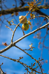 Frutos de arvore com o ceu azul no fundo