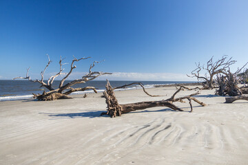 Large bare trees and driftwood on the beach
