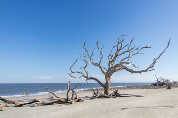 Large bare tree and driftwood on the beach

