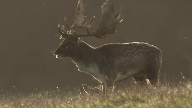 fallow deer rutting season in denmark