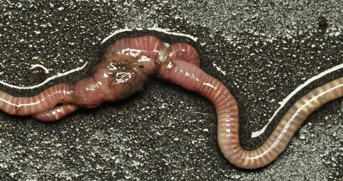 European nightcrawler earthworms mating on grey surface.