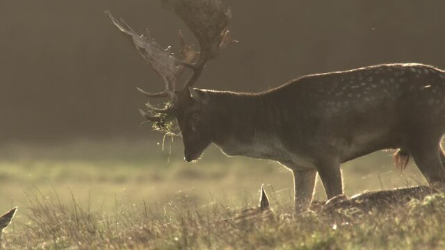 fallow deer rutting season in denmark