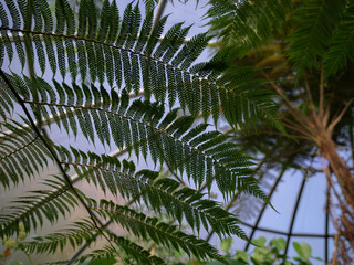 palm tree leaves