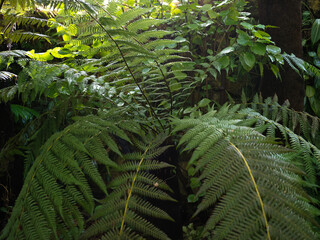 fern leaves