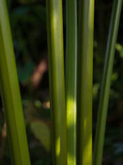 Obraz premium close up of green grass