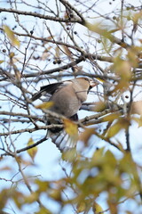 hawfinch on the branch