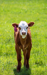 calf  © Lauren