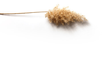 Dry grass. Common reed on a white background. Copy space. Minimal, styled concept for bloggers.