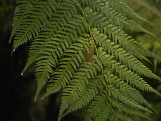 fern leaves