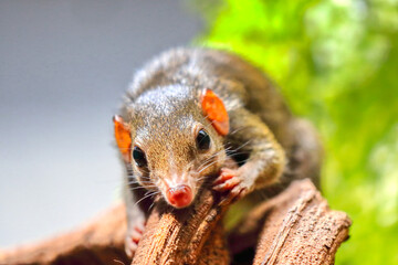 Cute Wood mouse (Apodemus sylvaticus) with curious brown eyes looking in the camera on natural green background
