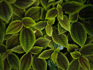 close up of a plant