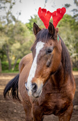 Cute and funny horse, christmas, red hat, outdoors.