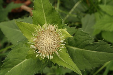 Ostrożeń warzywny, Cirsium oleraceum, cabbage thistle