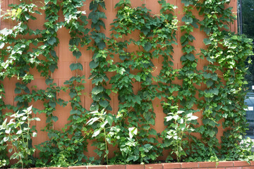 facade greening or wall greening