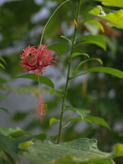 red hibiscus flower