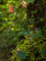 green leaves in the forest