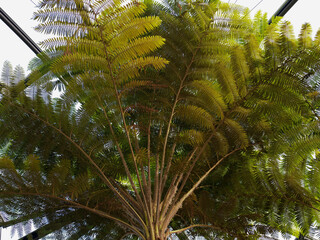 Naklejka premium green tree