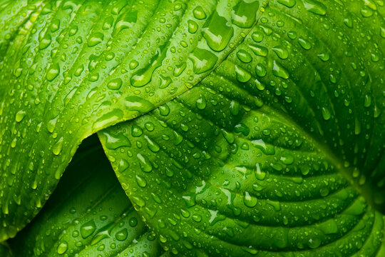 green plant in raindrops. spring fresh natural environment closeup background