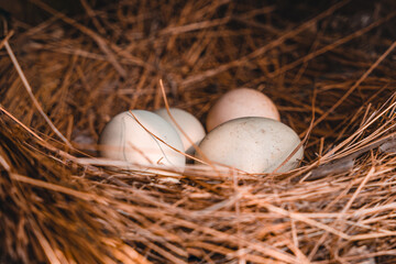 Naklejka na ściany i meble Nest of chicken eggs in a field