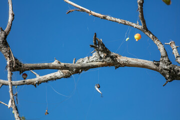 A Tangle of Fishing Line, Hooks, and Gear in the Perching Area of Local Wildlife Causing a Dangerous Entanglement Hazard and Death for Ensnared Birds by Irresponsible Fishermen