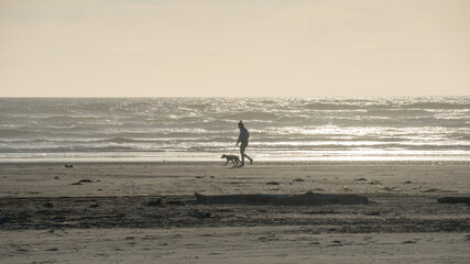 Dog Walking on Beach
