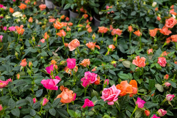 Naklejka premium Selective focus on multi-colored potted rose flowers on a counter in a garden store. Sale of garden flowers before the start of the spring season.