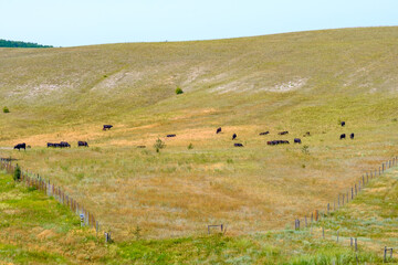 Obraz premium A herd of black cows grazes on a hillside on a summer day. Fattening of cattle.