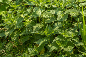 A shrub with stinging nettles in sunlight 