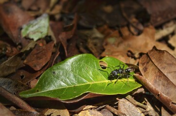 ant on the leaf on the ground