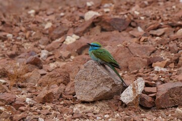 Little Green Bee-Eater sits on the stone