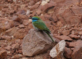 Little Green Bee-Eater sits on the stone