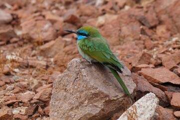 Little Green Bee-Eater sits on the stone