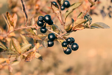Autumn Blueberries © orch.idea