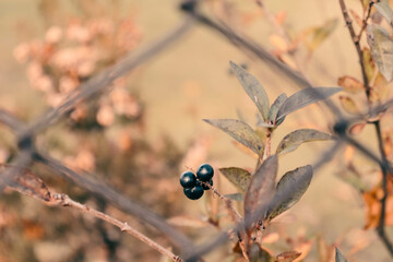 Autumn Blueberries