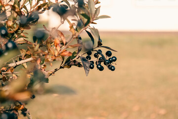 Autumn Blueberries © orch.idea