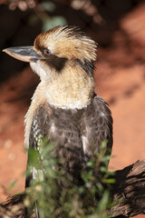 A Laughing Australian Kookaburra Kingfisher in Profile Looking at the face and the Long Beak as it is Turning its Head