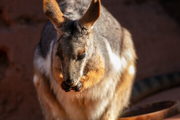 A Cute Australian Wallaby Eating Lettuce in its Zoo habitat and Looking very Content