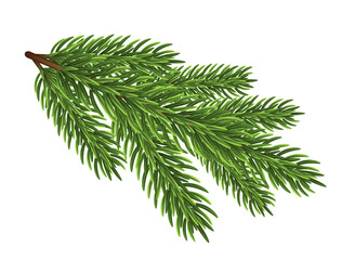 Obraz premium Fir tree branch on white background.